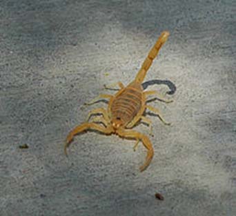Bark-scorpion.jpg