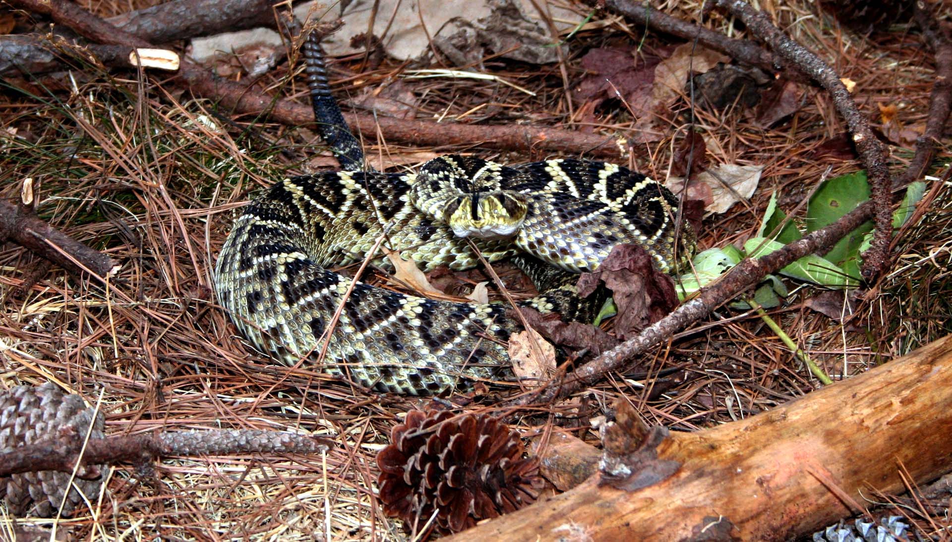 Eastern-diamondback-snake.jpg