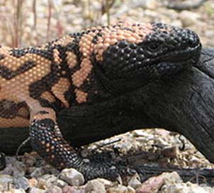 Gila-monster.jpg
