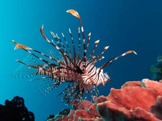 Lionfish.jpg