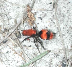 Velvet-ant.jpg
