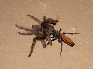 tarantula-hawk.jpg