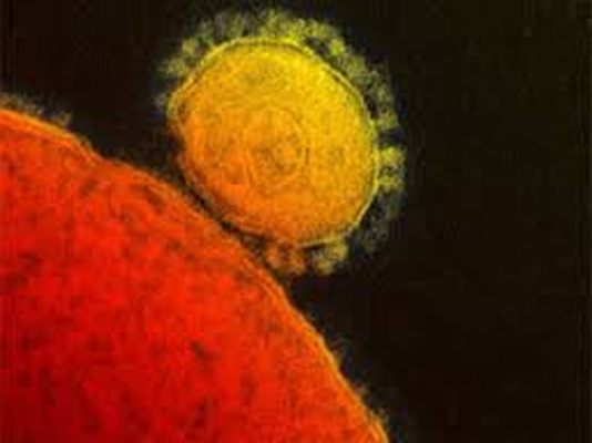 MERS coronavirus