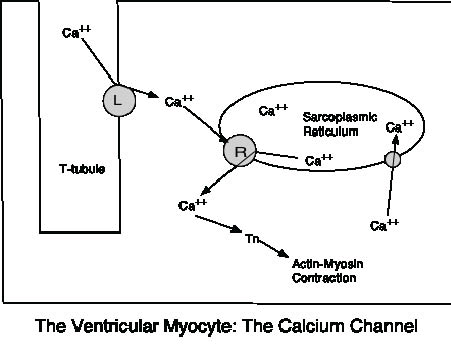 EMR112210fig1.pdf