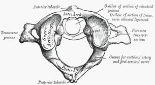 EMR061812 fig 1 atlas.pdf