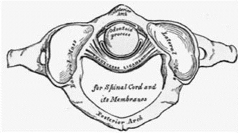 EMR061812 fig 3 articulation between atlas and axis.jpg
