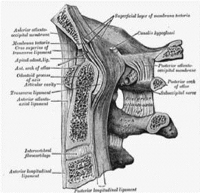 EMR061812 fig 5 ligamentous structures.jpg