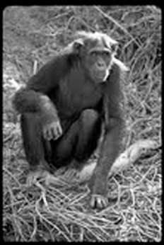 chimp%20bw.jpg
