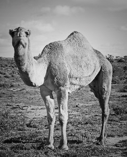 camel