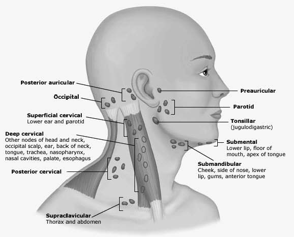 lymph%20node%20figure.jpg