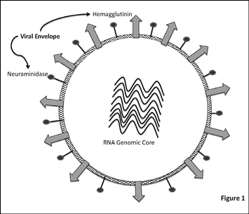 influenza%20fig%201.jpg