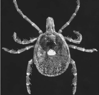 Fig%2013%20Amblyomma%20americanum.jpg