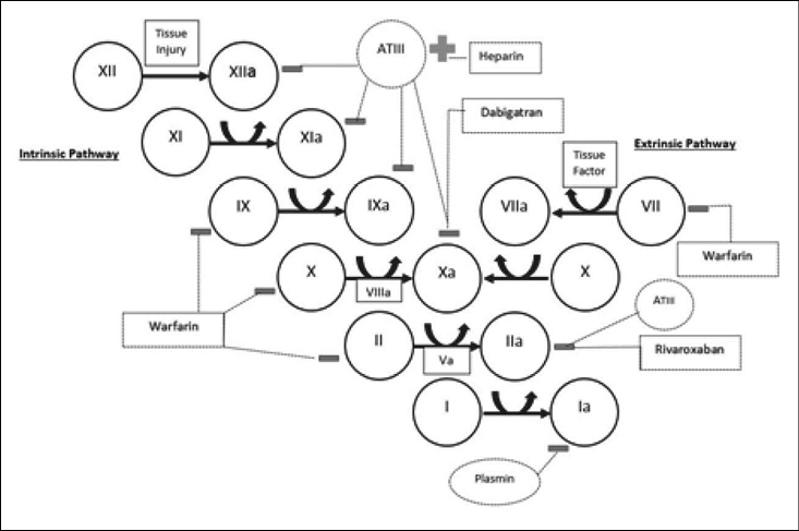 figure%202%20clotting%20cascade.jpg