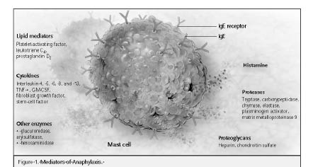 EMR010311 anaphylaxis mediators.jpg
