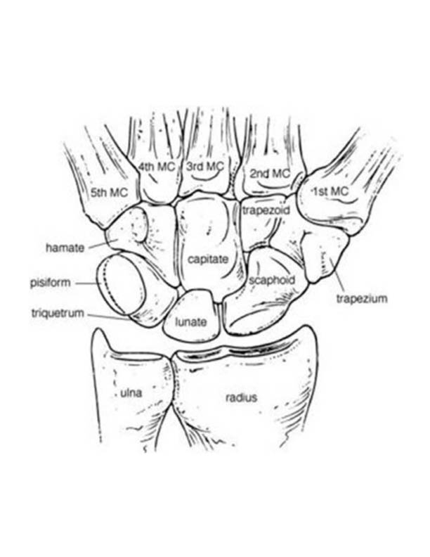 EMR 112111 fig 1 bones of wrist.jpg