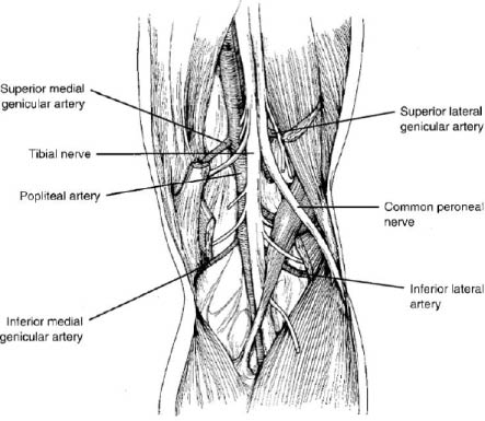 TR0701fig 1 popliteal space.pdf