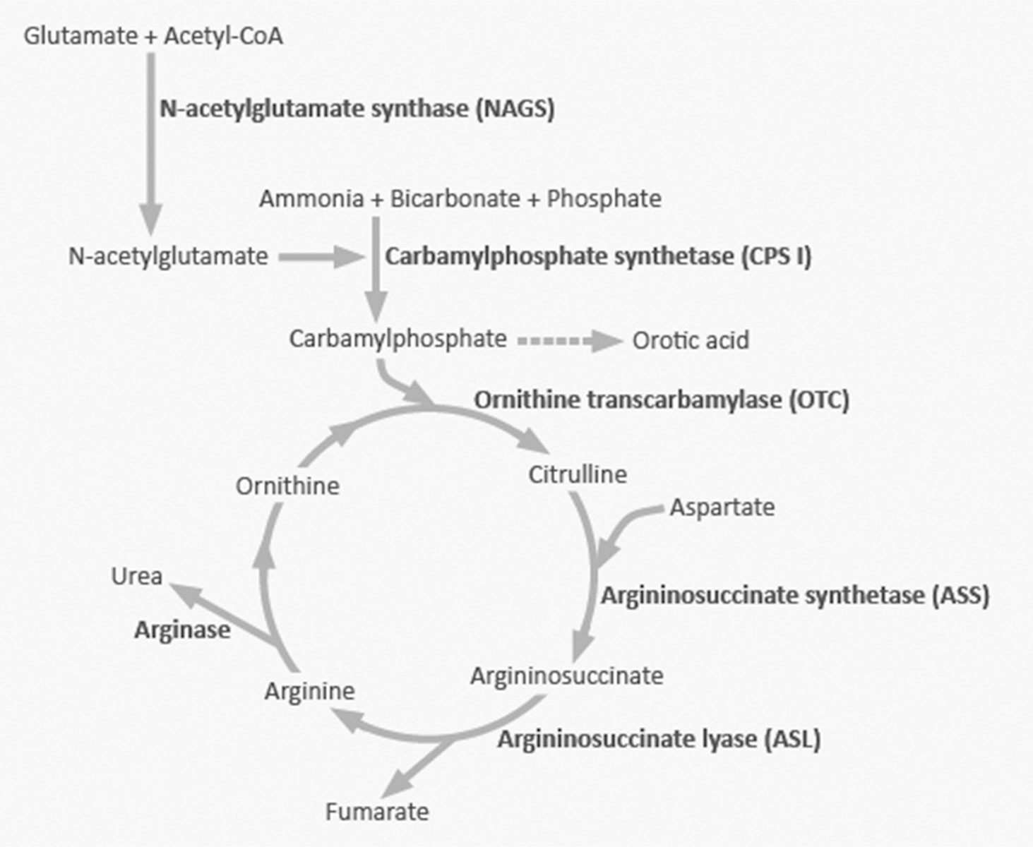 Urea Cycle