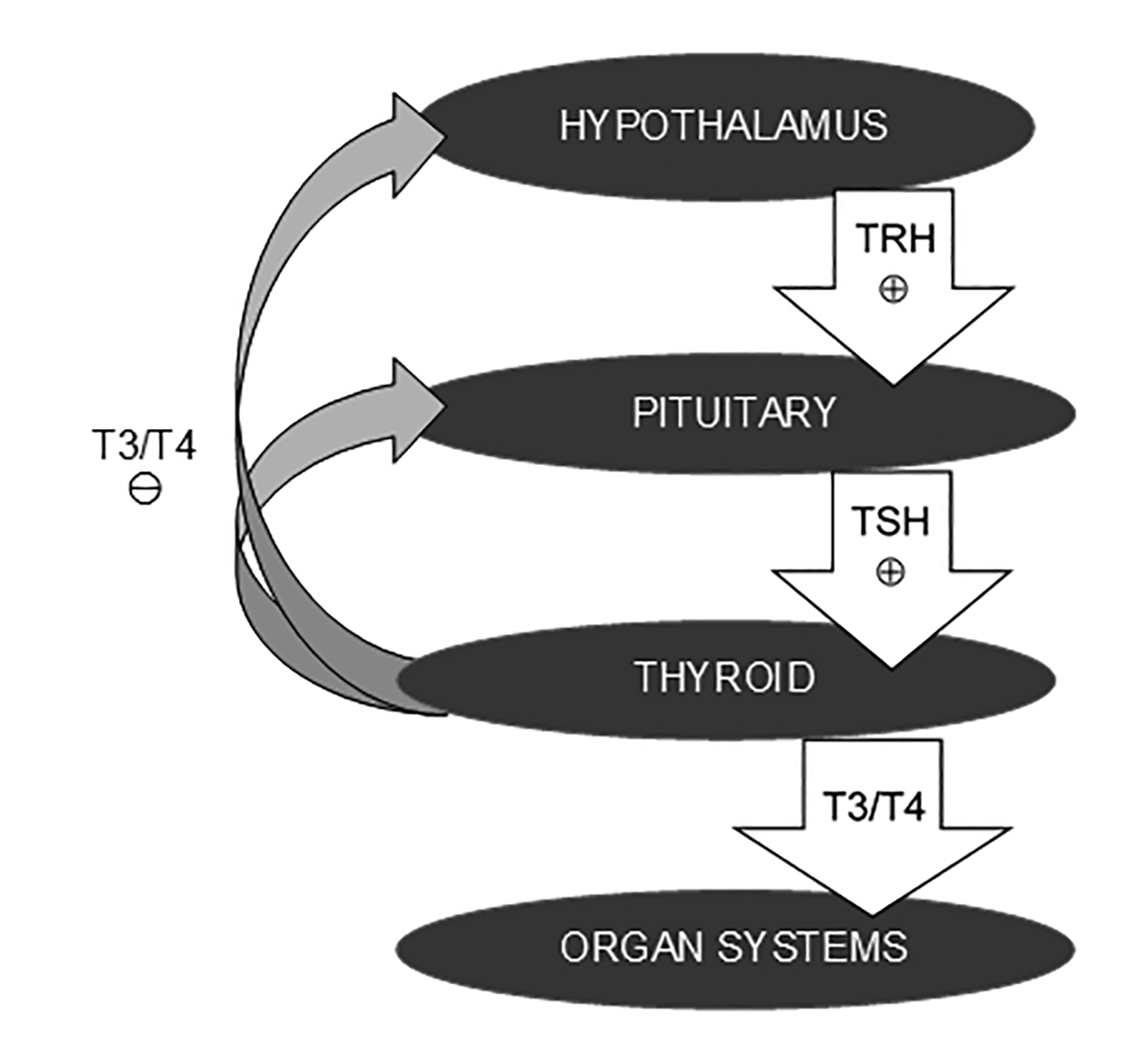 Hypothalamic-Pituitary-Thyroid Axis