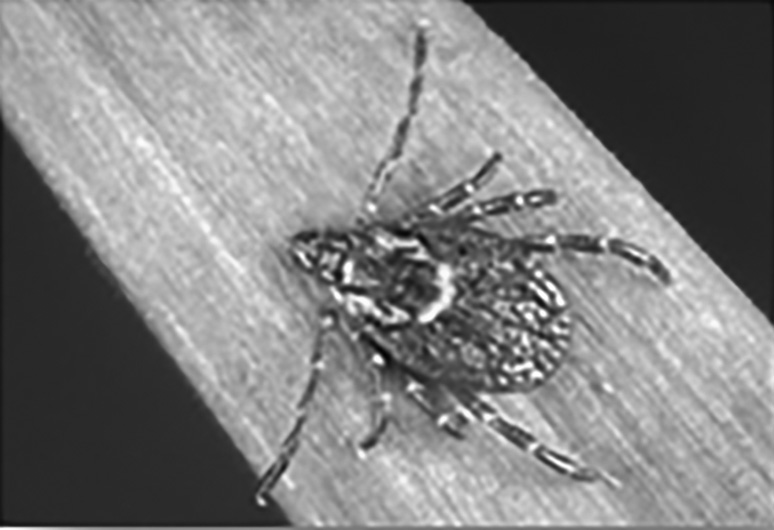 American dog tick