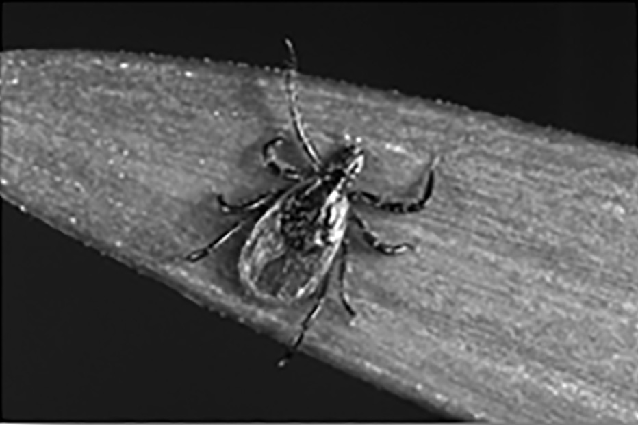 Ixodes scapularis tick