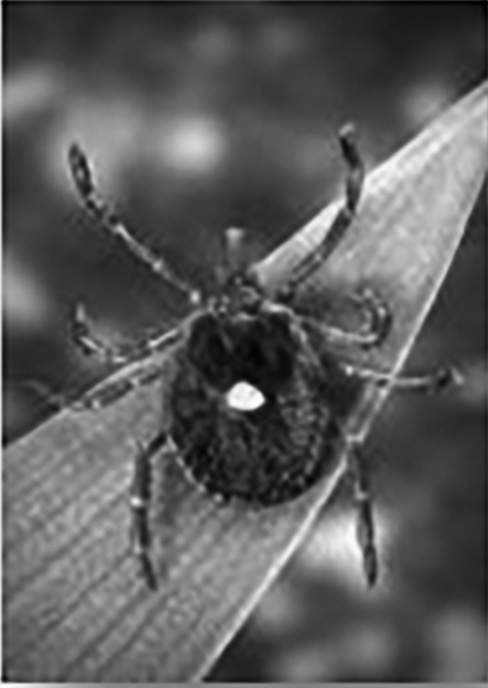 Lone Star Tick