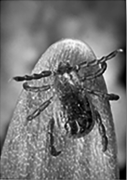 Brown dog tick