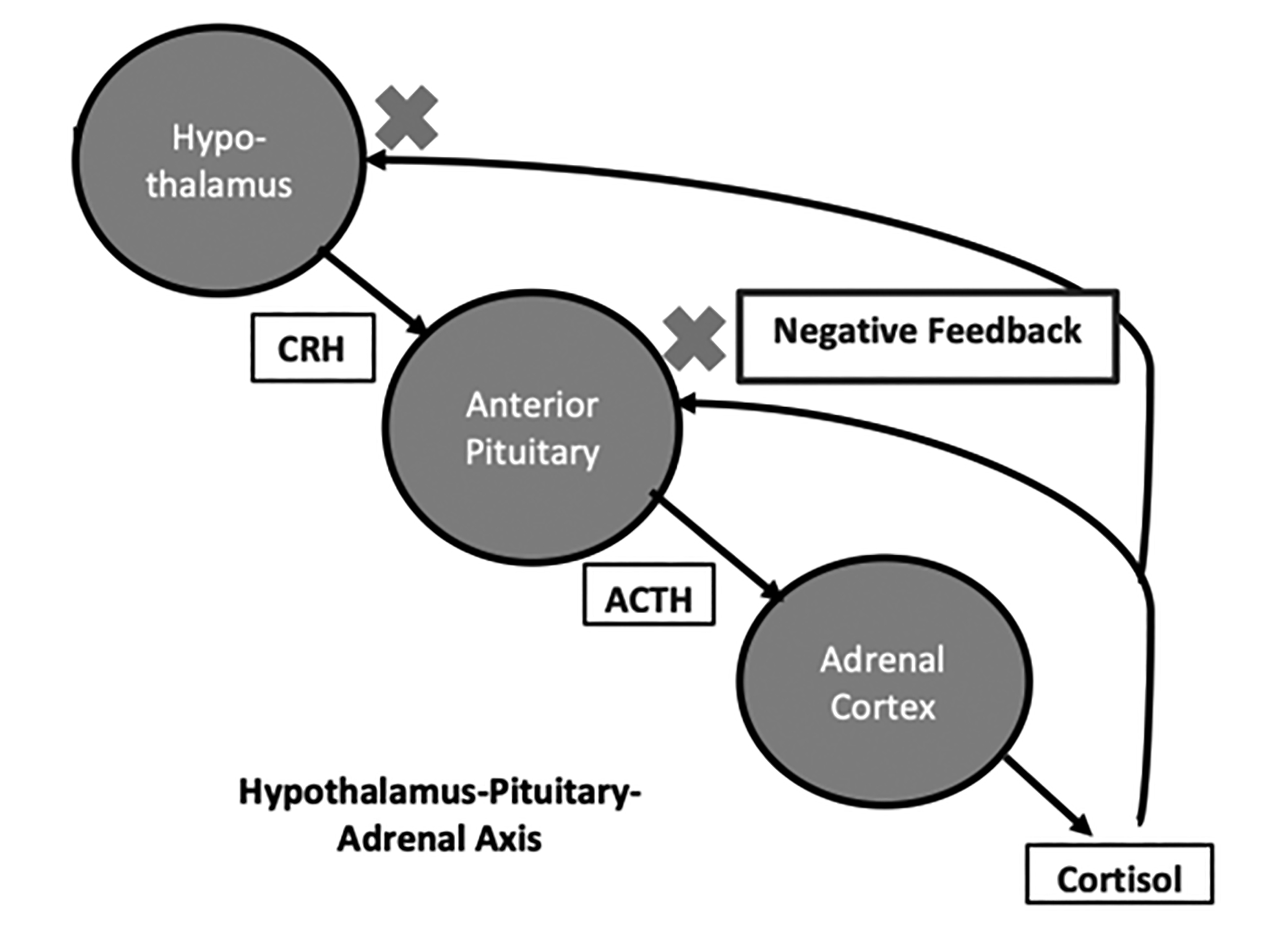 Hypothalamus-Pituitary-Adrenal Axis