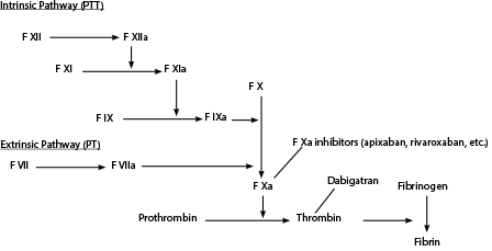 Coagulation cascade