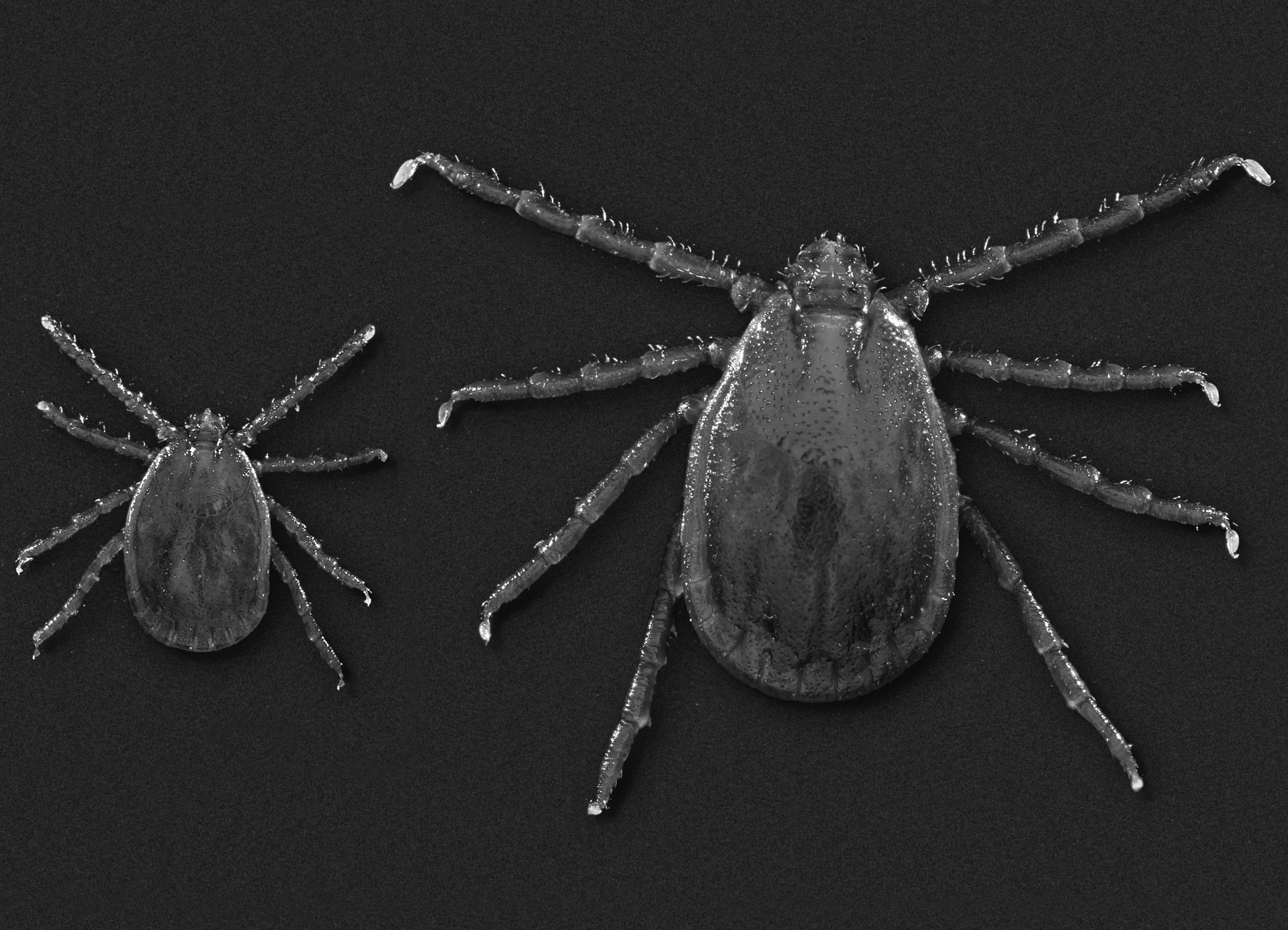Longhorned tick