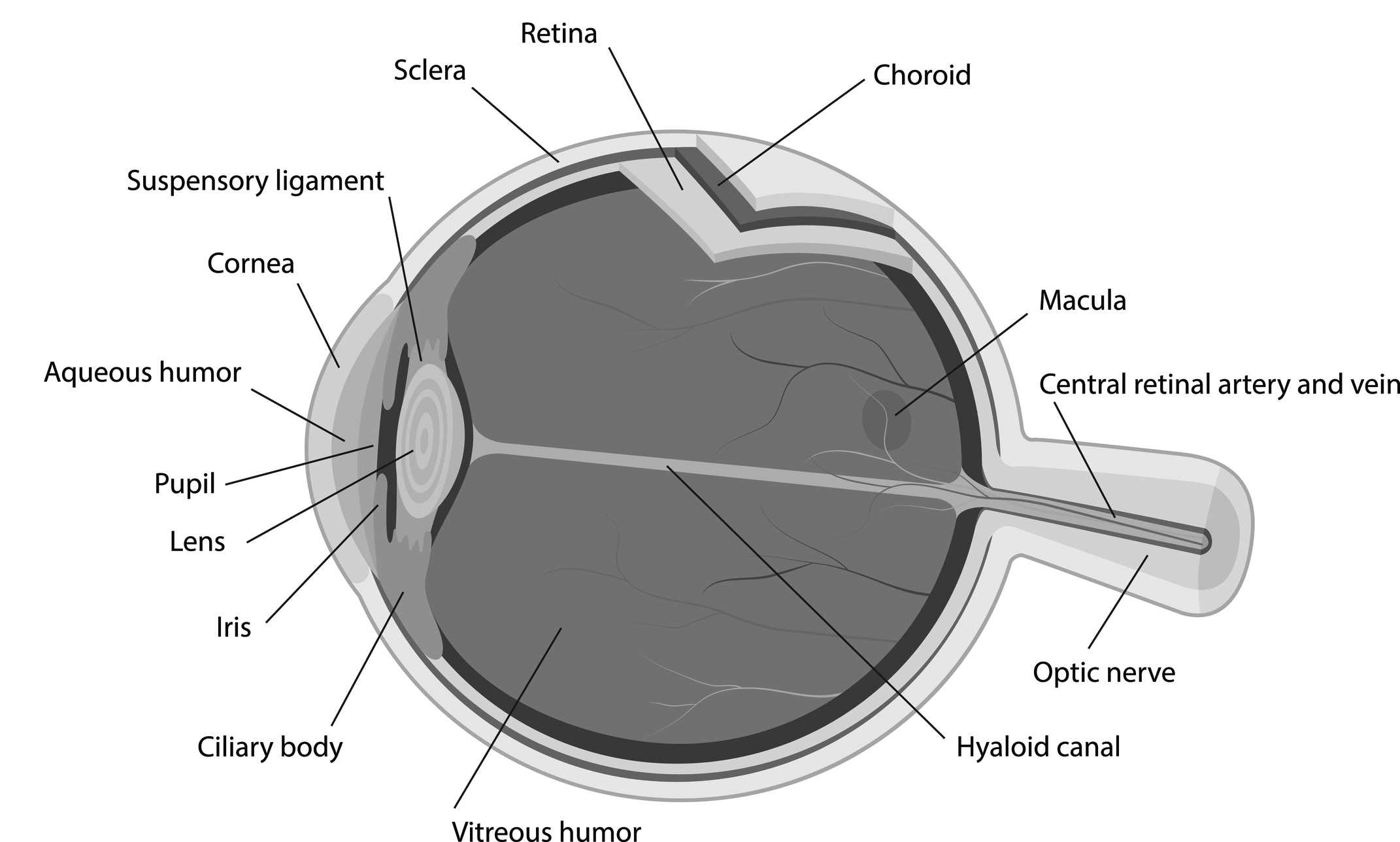 Eye anatomy