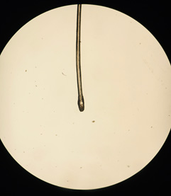 Figure 1 b