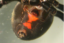 Black Widow