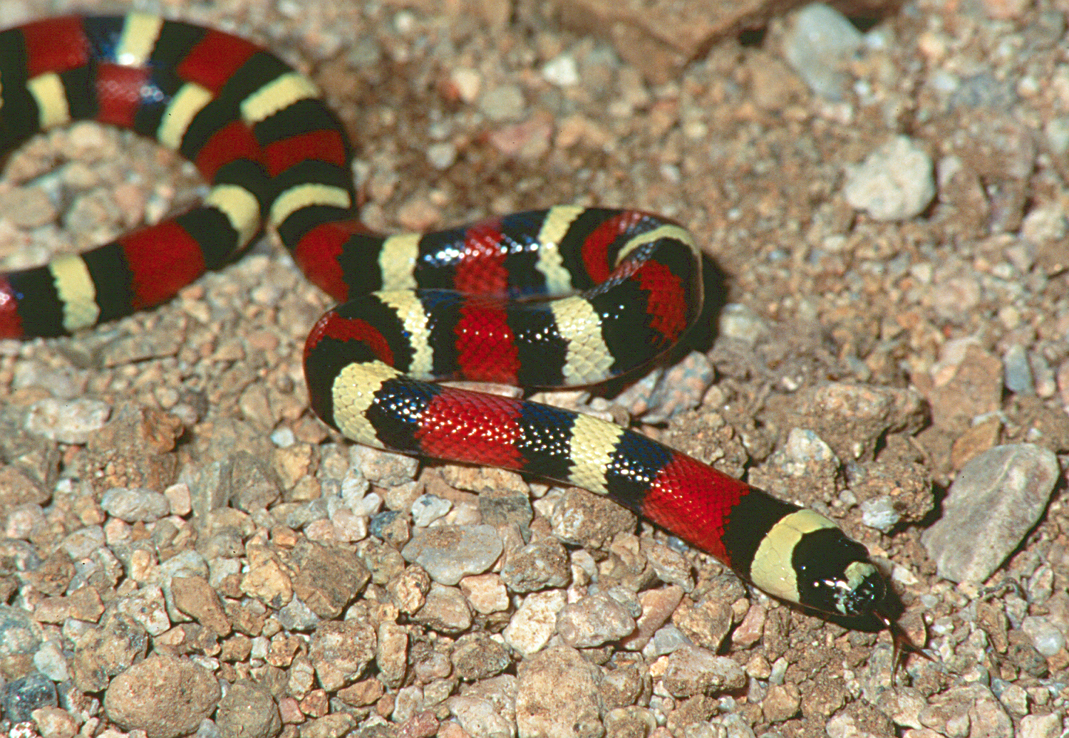 Milksnake