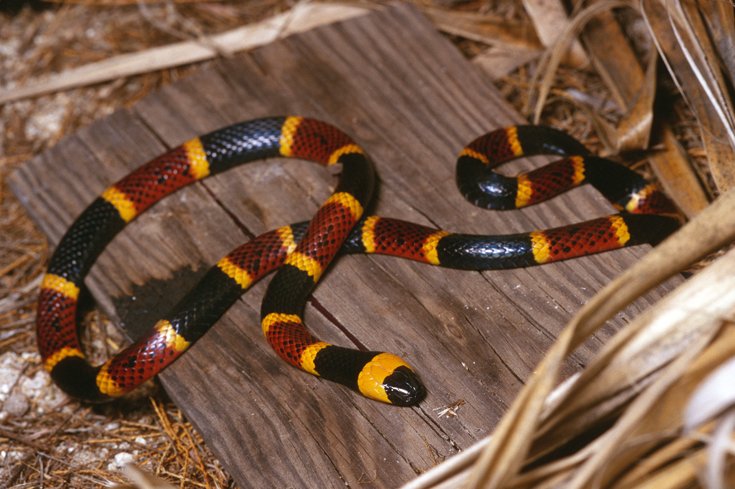 Eastern Coral Snake