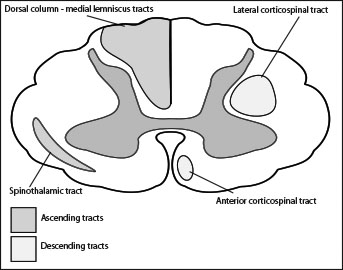 spinal cord anatomy
